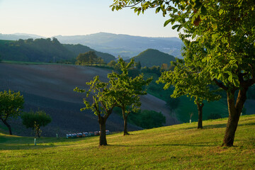 Fruit orchards with sweet cherries in Emilia Romagna, Italy. 