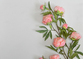 Beautiful Pink Peony Flowers on White Background