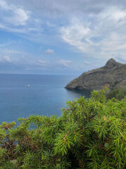 Juniper bush against the background of the blue black sea with yachts and ships in a blue bay in the Crimea in the village of Novy Svet