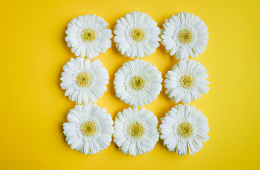 White gerbera daisy flower buds arranged in a square shape on trendy yellow colour background. Creative spring flat lay composition in top view with copy space.