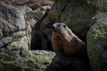 Marmota roedor animal salvaje roca pirineo