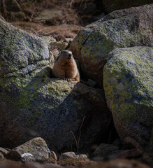 Marmota animal salvaje piedra posar pirineo