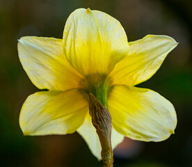 Alternative View of Spring Blossom