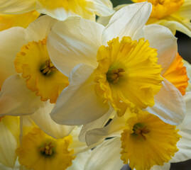 Close Up of Spring Bouquet