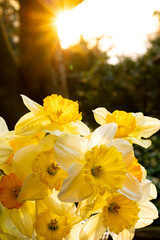 Back-Lit Spring Time Daffodils