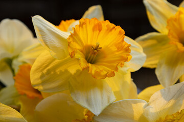 Close Up of Back-Lit Daffodil