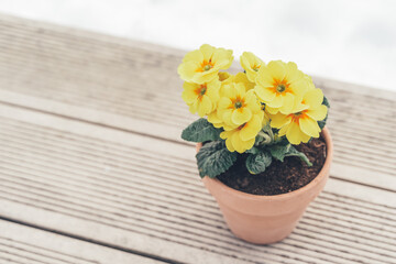 Home flower,plant yellow primrose,primula in ceramic pot on bench in park.Spring is coming.Goodbye winter,hello sun,nature.Sunny warm day.Happy smiling face,eyes, mouth.Funny concept.Walking outdoors