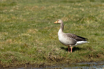 Greylag goose (Anser anser) in the grass by the river