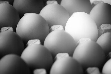 Monochrome photo of chicken eggs in a cardboard box close-up. One white egg among many gray eggs.