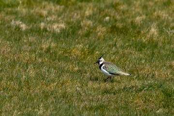 Vanellus vanellus, commonly known as lapwing or peewit