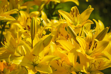 beautiful natural yellow background blooming yellow lily