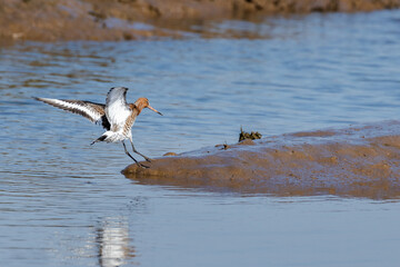 Black tailed godwit (Limosa limosa) with summer plumage in the marsh