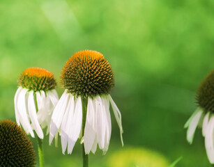 A garden full of white coneflowers or Echinacea, with selective focus