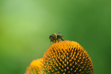 a bee sitting on an echinacea flower on a bright green background of nature