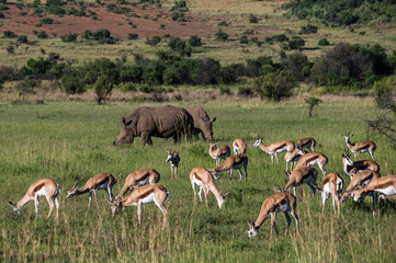 African landscape with white rhinoceros and springbok feeding on the open plains