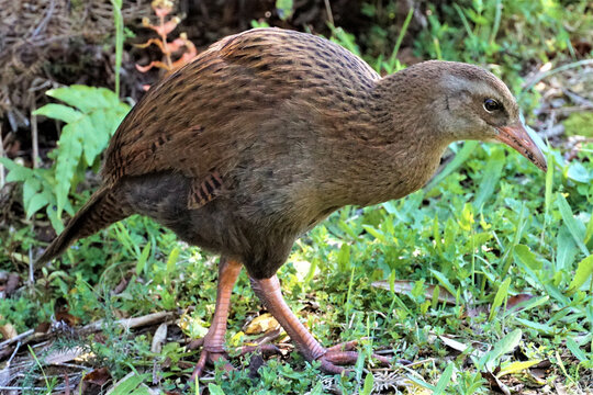 Closeup shot of a weka bird walking on the grass