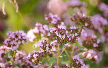 medicinal plant oregano in the flowering period in the garden