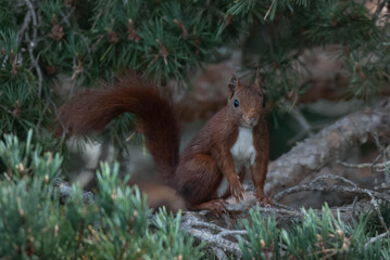 ardilla rama arbol verde pequeño 