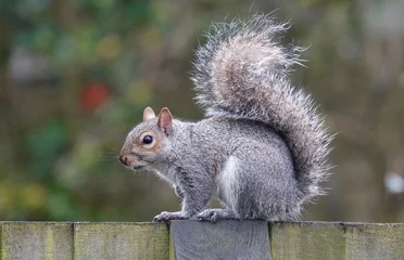 Zelfklevend Fotobehang Eekhoorn Close-up shot van een oostelijke grijze eekhoorn