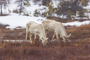 Fototapeta na wymiar Wild caribou couple grazing in snow covered marsh land-savannah