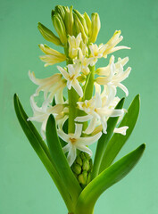 Obraz premium multicolor flowers of hyacinth spring plant close up