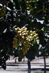 Close-up view of pistachios