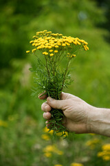 Yellow flowers of common tansy in the hands of a man