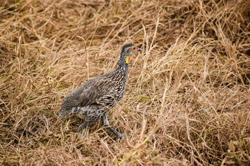 view of Yellow-necked Spurfowl in tsavo east national park