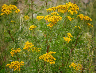 medicinal yellow tansy flowers grow in nature
