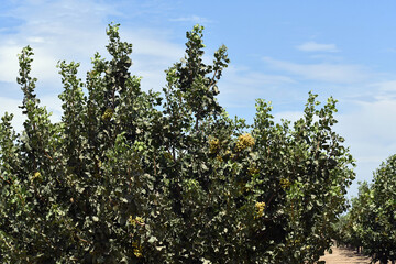 Fototapeta na wymiar Large pistachio tree with fruit