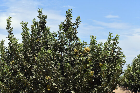 Large pistachio tree with fruit
