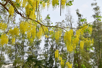 Golden Shower Tree, Cassia fistula beautiful yellow flowers and green leaves of Thailand in the garden. Focus on leaf and shallow depth of field.
