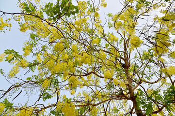 Golden Shower Tree, Cassia fistula beautiful yellow flowers and green leaves of Thailand in the garden. Focus on leaf and shallow depth of field.