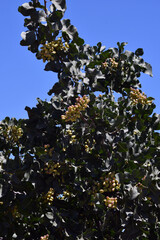 Vertical picture of pistachio tree with roots