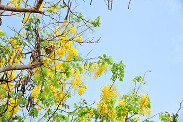 Golden Shower Tree, Cassia fistula beautiful yellow flowers and green leaves of Thailand in the garden. Focus on leaf and shallow depth of field.