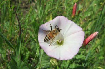 Honeybee on convolvulus flower in the meadow, closeup