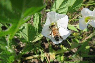 Bee on a convolvulus flower in the garden, closeup