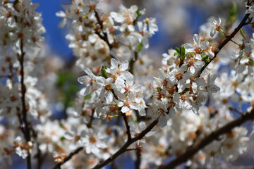Zarte Blüten im Sonnenschein