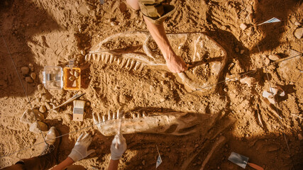 Top-Down View: Paleontologists Cleaning Tyrannosaurus Dinosaur Skeleton. Archeologists Discover...