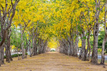 Fototapeta premium Golden Shower Tree blossom tunnel for romantic walkway on summer season of the year.