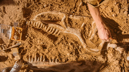 Top-Down View: Paleontologists Cleaning Tyrannosaurus Dinosaur Skeleton. Archeologists Discover...