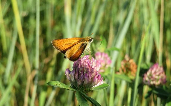 Beautiful skipper butterfly on a clover flower in the meadow, closeup