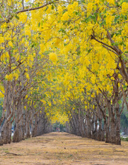 Naklejka premium Golden Shower Tree blossom tunnel for romantic walkway on summer season of the year.