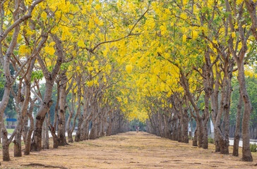 Naklejka premium Golden Shower Tree blossom tunnel for romantic walkway on summer season of the year.