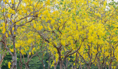 Golden Shower Tree blossom on summer season of the year.