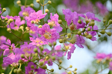 Fototapeta premium Queen's Flower, Queen's crape myrtle, Pride of India, Jarul, Pyinma or Inthanin Beautiful flowers of Thailand in the garden. Focus on leaf and shallow depth of field.