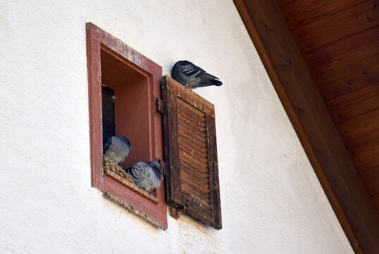 Tauben auf einem Fensterbrett