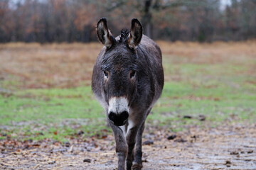 Fototapeta premium Mini donkey wet and walking through rain.