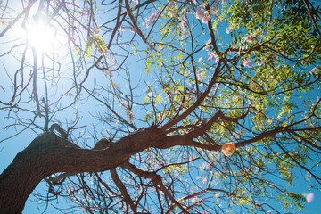 Azul, Verde, Rosa