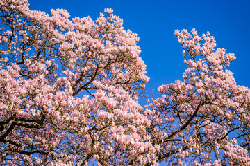 Magnolia en fleurs